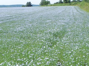 A field of flax in Leicestershire
